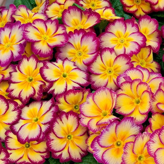 Primula vulgaris 'Alaska Tequila Sunrise'