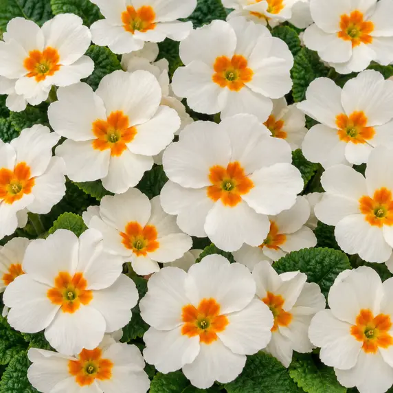 Primula vulgaris 'Alaska White Orange Eye'