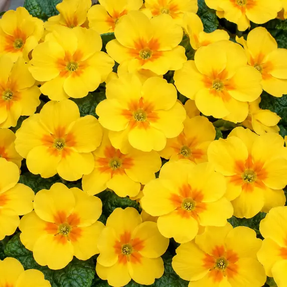 Primula vulgaris 'Alaska Yellow Orange Eye'