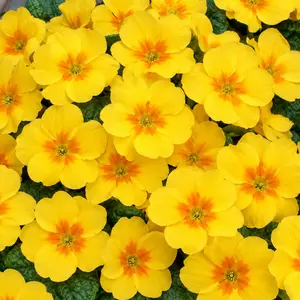 Primula vulgaris 'Alaska Yellow Orange Eye'