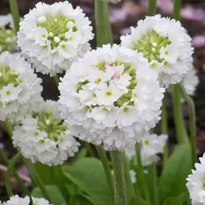 Primula denticulata 'Alba' 9cm