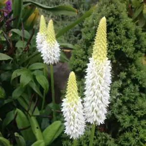 Primula vialii 'Alison Holland' 2L - image 2