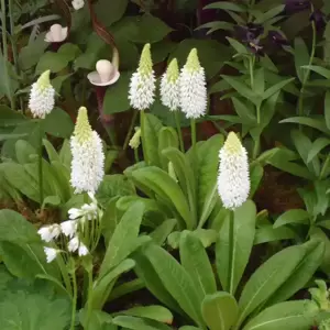 Primula vialii 'Alison Holland' 2L - image 2