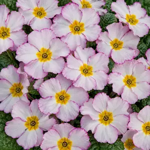 Primula vulgaris 'Antique Fairydust'