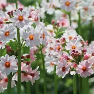 Primula japonica 'Apple Blossom' 2L