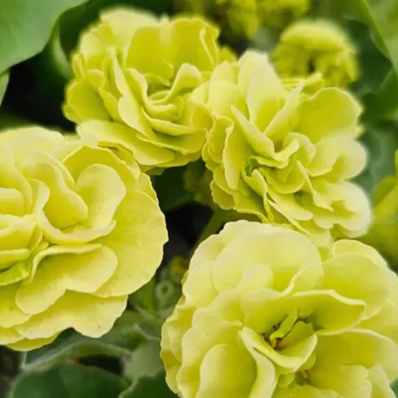 Primula x pubescens - Auricula 'Berti'