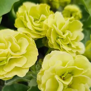 Primula x pubescens - Auricula 'Berti'