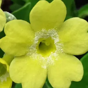 Primula x pubescens - Auricula 'Gundl'