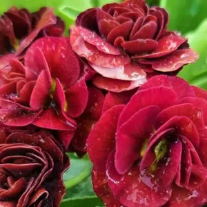 Primula x pubescens - Auricula 'Servaz'