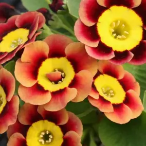 Primula x pubescens - Auricula 'Traudl'