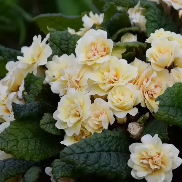 Primrose, English - Double Barnhaven Guernsey Cream