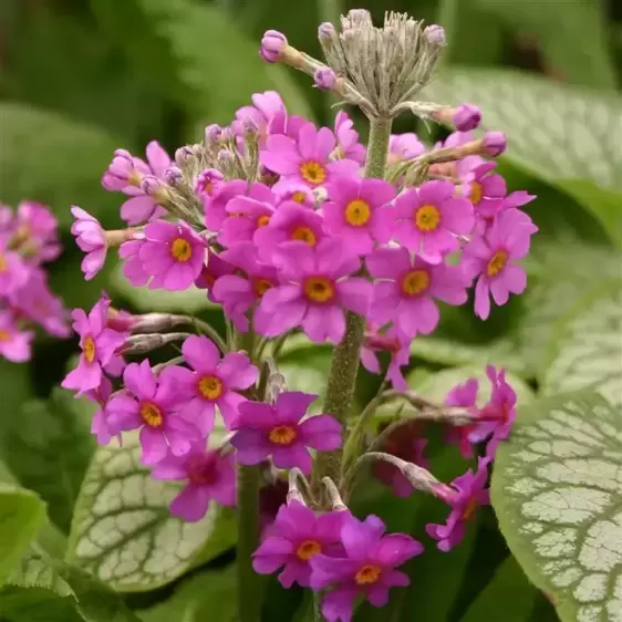 Primula beesiana 2L