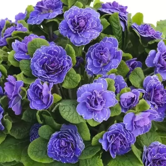 Primula Belarina 'Amethyst Ice' 1L - image 1