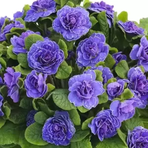 Primula Belarina 'Amethyst Ice' 1L - image 1