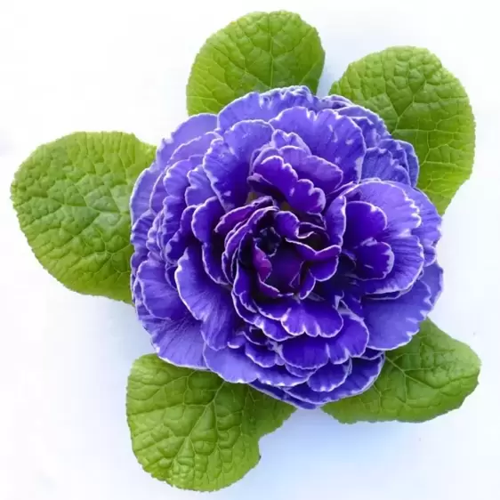 Primula Belarina 'Amethyst Ice' 1L - image 2