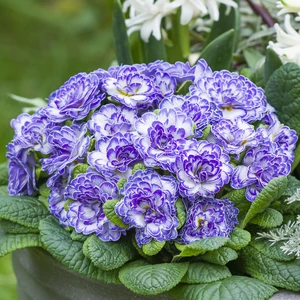 Primula Belarina 'Blue Ripples' - image 1