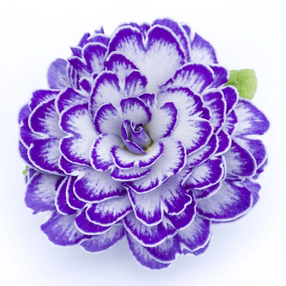 Primula Belarina 'Blue Ripples' - image 2