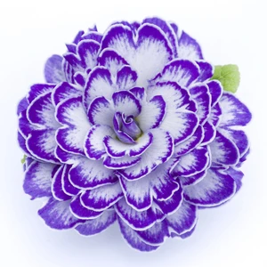 Primula Belarina 'Blue Ripples' - image 2