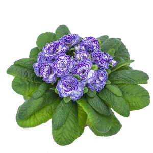 Primula Belarina 'Blue Ripples' - image 3