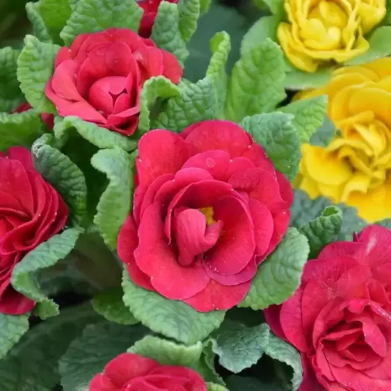 Picture Credit - Kernock Park Plants Ltd.