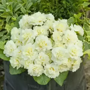 Primula Belarina 'Cream'