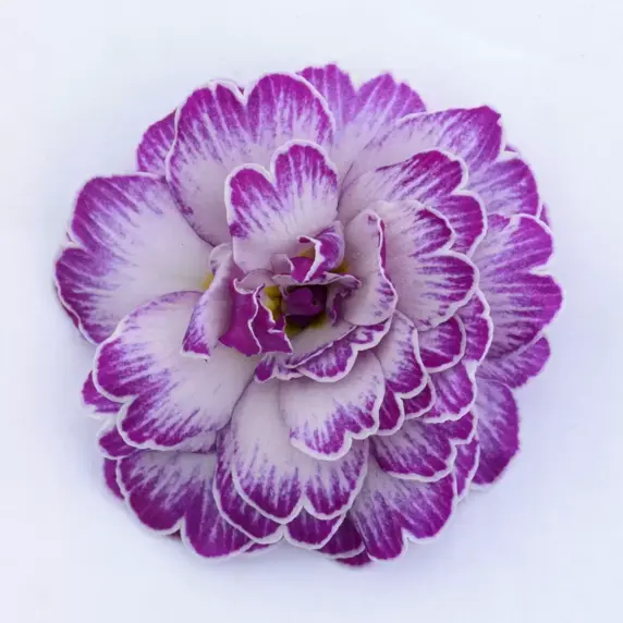 Primula Belarina 'Lively Lilac' - image 2