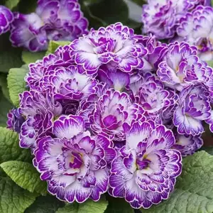 Primula Belarina 'Lively Lilac' - image 1