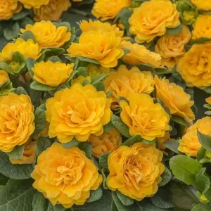 Picture Credit - Kernock Park Plants Ltd.