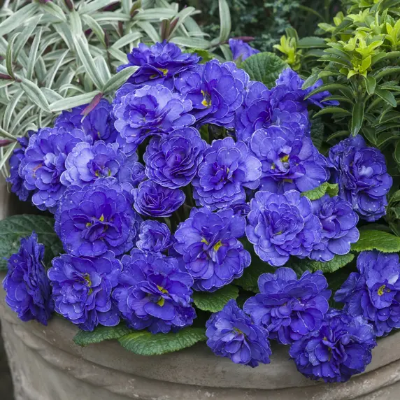 Primula Belarina 'Ocean Blue' - image 1