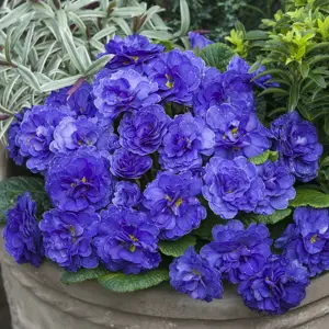 Primula Belarina 'Ocean Blue' - image 1