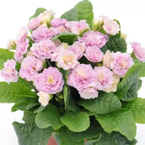 Primula Belarina 'Pink Champagne' - image 1