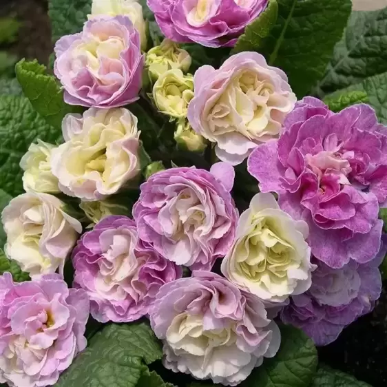 Picture Credit - Kernock Park Plants Ltd.