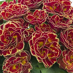 Primula Belarina 'Sunrise Ruby' - image 3