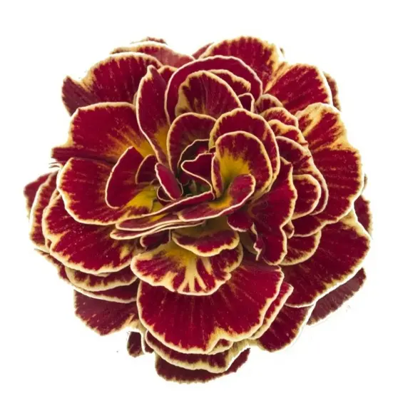 Primula Belarina 'Sunrise Ruby' - image 2