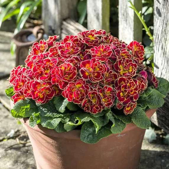 Primula Belarina 'Sunrise Ruby' - image 1