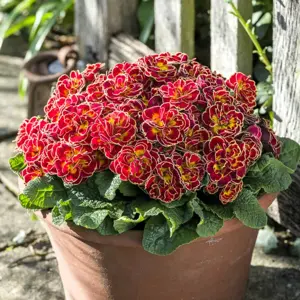 Primula Belarina 'Sunrise Ruby' - image 1