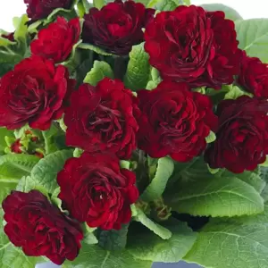 Primula Belarina 'Valentine' 1L - image 4