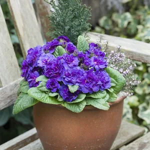 Primula Belarina 'Violetta' 1L - image 1