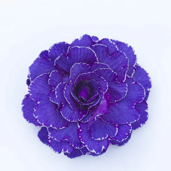 Primula Belarina 'Violetta' 1L - image 2