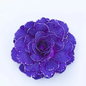 Primula Belarina 'Violetta' 1L - image 2