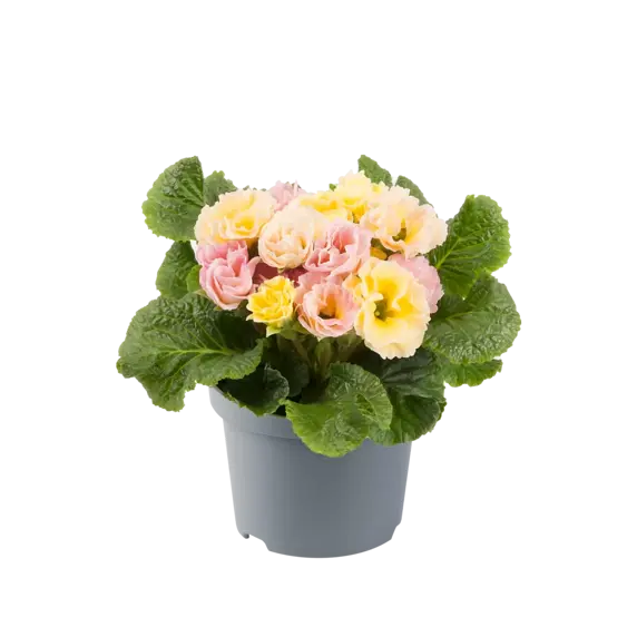 Primula vulgaris 'Bellerose' - image 2