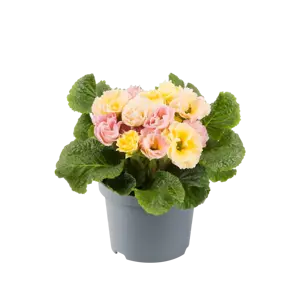 Primula vulgaris 'Bellerose' - image 2