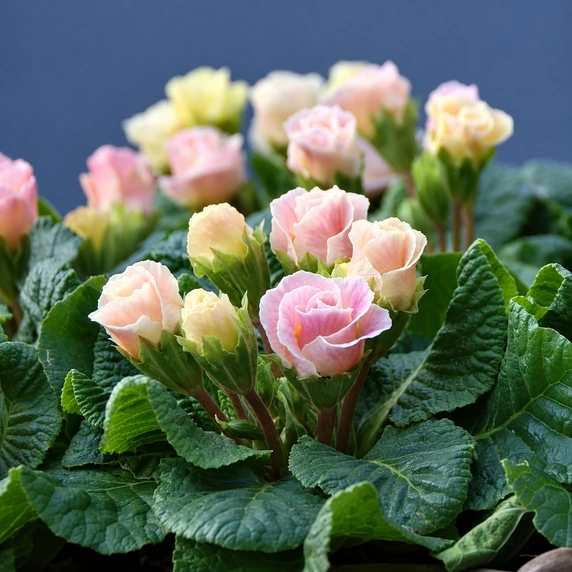 Primula vulgaris 'Bellerose' - image 3