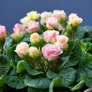 Primula vulgaris 'Bellerose' - image 3