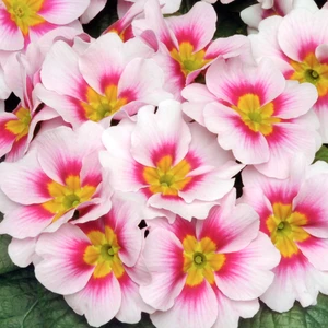 Primula Bonneli Series 'Appleblossom'