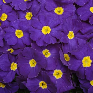 Primula Bonneli Series 'Blue'