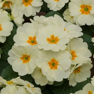 Primula Bonneli Series 'Cornish Cream'
