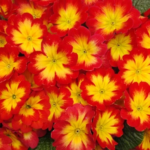 Primula Bonneli Series 'Flame'