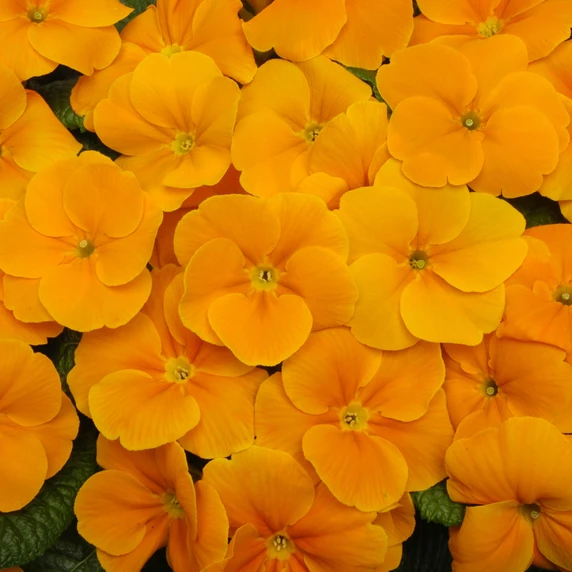 Primula Bonneli Series 'Orange'