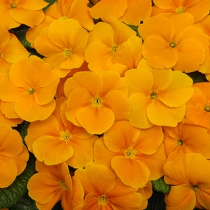 Primula Bonneli Series 'Orange'